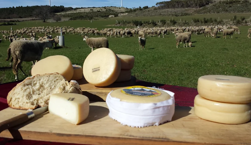 Produtores de Queijo da Serra da Estrela perspetivam aumento do preço do queijo