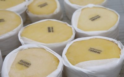 Produtores de Queijo da Serra da Estrela perspetivam aumento do preço do leite